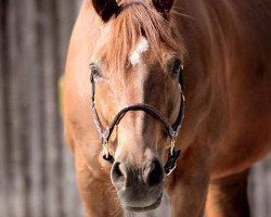 dressage horse Peyman2 (Westphalian, 2009, from Peking)