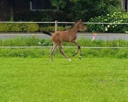 Springpferd Copaya (Westfale, 2021, von Opium Jw van de Moerhoeve Tn)