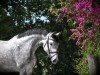 jumper Delilah 78 (Holsteiner, 2019, from Del 'Arko d'Henvet)