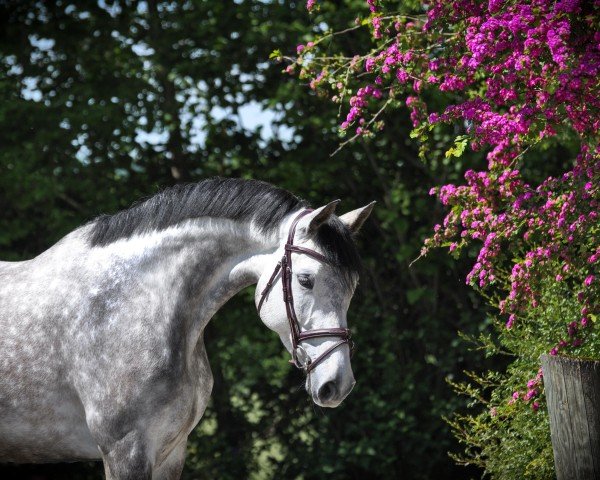 Springpferd Delilah 78 (Holsteiner, 2019, von Del 'Arko d'Henvet)