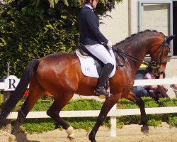 dressage horse Don-Pedro 3 (Rhinelander, 2000, from Don Bedo I)