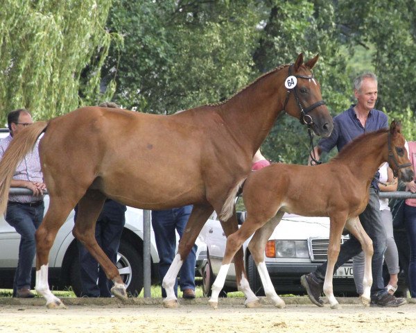 broodmare Quadratur des Kreises (Westphalian, 2005, from Quidam's Rubin)