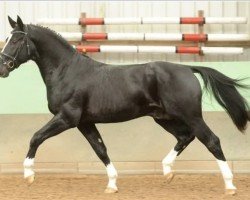 stallion Dankwart (Alt-Oldenburger / Ostfriesen, 2018, from Der Alte Oldenburger)