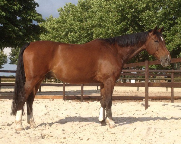 horse Gasparo 16 (Westphalian, 1995, from Gaudeamus)