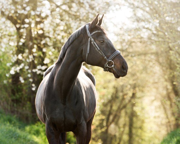 Pferd Aragua 4 (Württemberger, 2010, von Albaran xx)