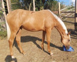 dressage horse Fohlen von Champagner Fizz / Diamante (German Sport Horse, 2023, from Champagner Fizz)