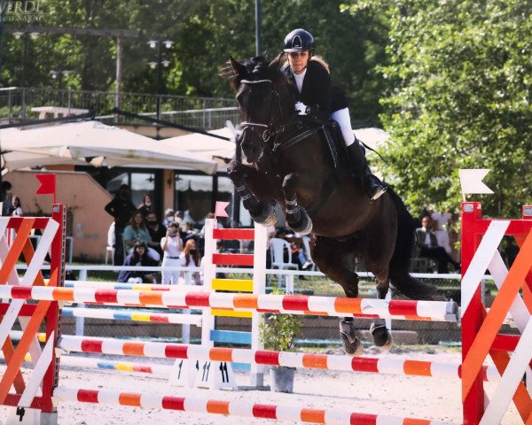 Zuchtstute Hazelhorst's Romario (New-Forest-Pony, 2005, von Kantje's Ronaldo)