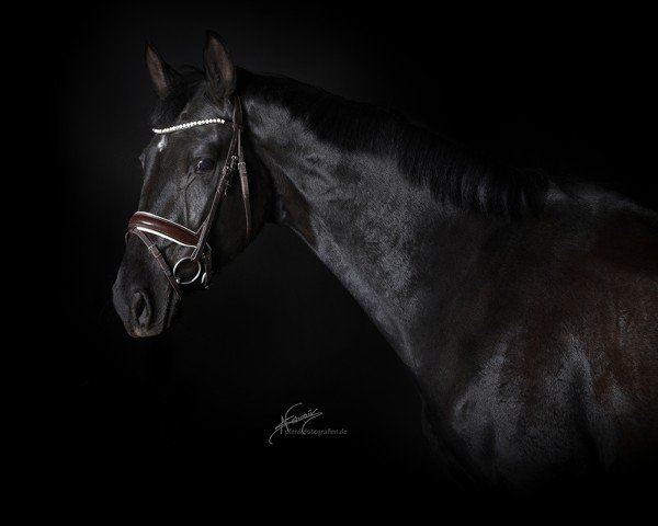 dressage horse Rain-Beau GS (KWPN (Royal Dutch Sporthorse), 2021, from Le Formidable)