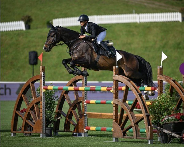 jumper Hidden Treasure (KWPN (Royal Dutch Sporthorse), 2012, from Tangelo van de Zuuthoeve)