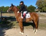 dressage horse Scagliari (Hanoverian, 2014, from Scuderia)