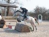 jumper My Sambambo (German Riding Pony, 2012, from Grenzhoehes My Ken)