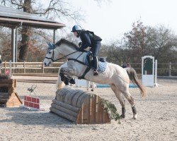 jumper My Sambambo (German Riding Pony, 2012, from Grenzhoehes My Ken)