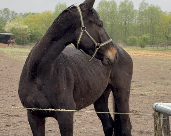 horse Bisoux (Trakehner, 2021, from Titulus)