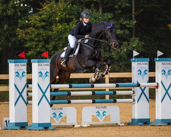 jumper van Gogh 65 (Hanoverian, 2012, from Van Helsing)