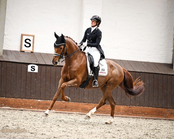 broodmare Vabelle (Hanoverian, 2016, from Veneno)