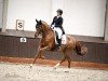 broodmare Vabelle (Hanoverian, 2016, from Veneno)