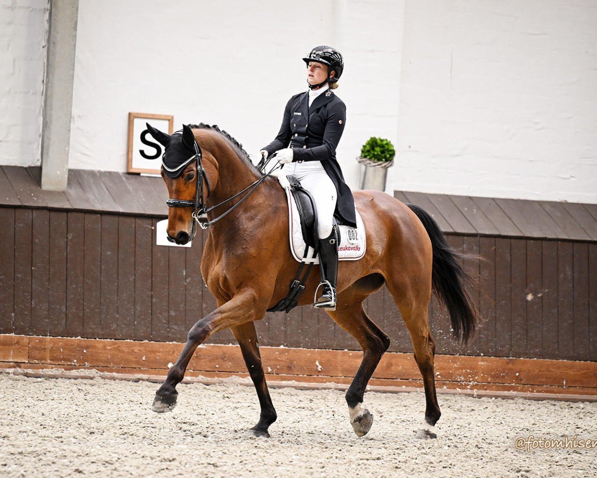 broodmare Ballett's Beauty (Westphalian, 2017, from Ballettmeister)
