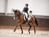broodmare Ballett's Beauty (Westphalian, 2017, from Ballettmeister)