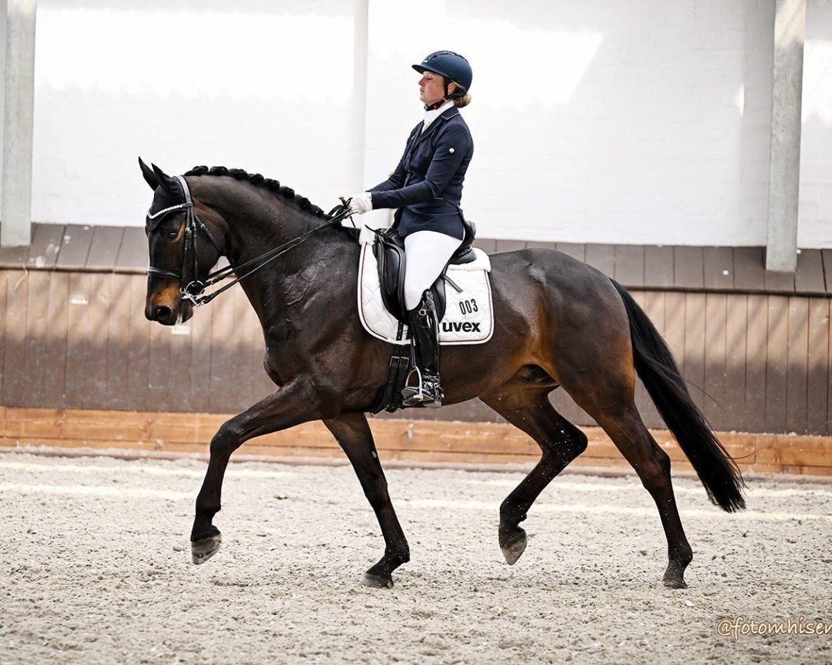 Dressurpferd Ballett's Bonito (Westfale, 2019, von Ballettmeister)
