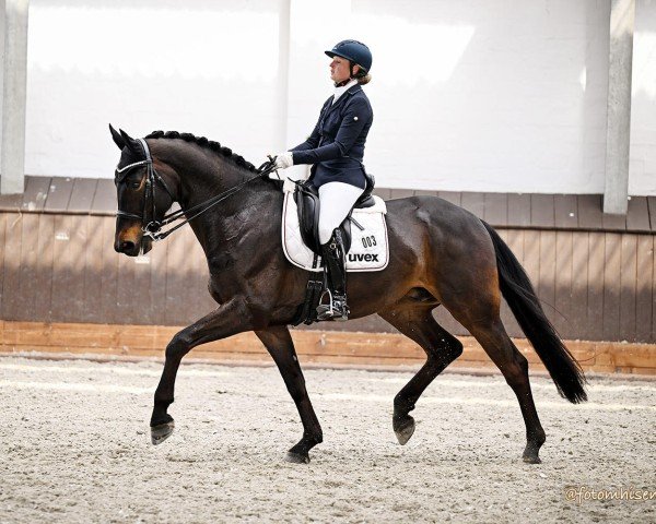 dressage horse Ballett's Bonito (Westphalian, 2019, from Ballettmeister)