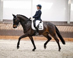Dressurpferd Ballett's Bonito (Westfale, 2019, von Ballettmeister)
