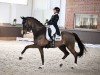 dressage horse Chiccolino 8 (Westphalian, 2010, from Corlensky G)
