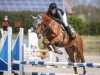 Springpferd L 'Royal HD (Westfale, 2020, von Landelin)