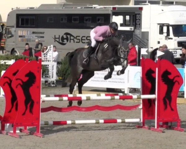 jumper Capone K (German Sport Horse, 2020, from Caruso Z)