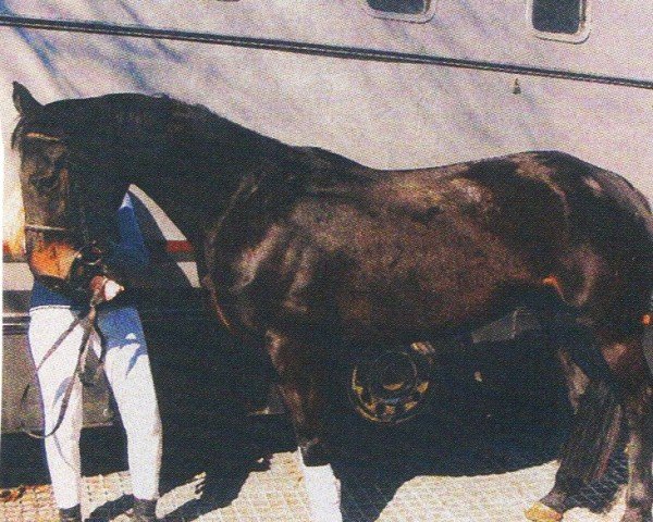 broodmare Frl. Schoster (Oldenburg, 1999, from Noble Champion)