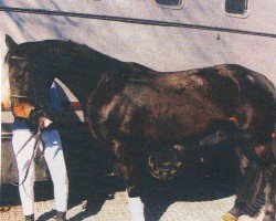 broodmare Frl. Schoster (Oldenburg, 1999, from Noble Champion)
