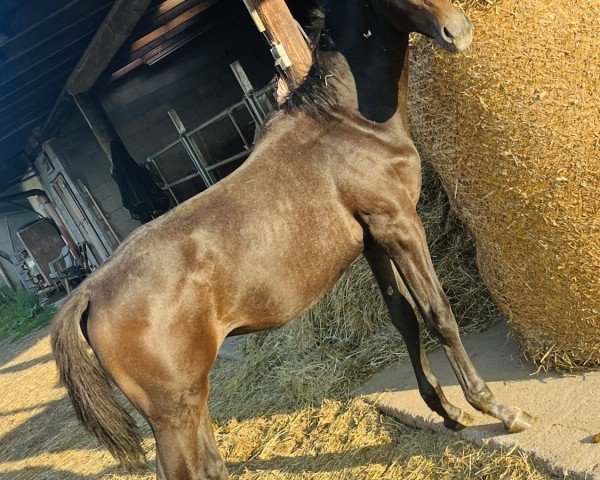 jumper Hengst von Charthago Blue / Con Air (Holsteiner, 2024, from Charthago Blue OLD)