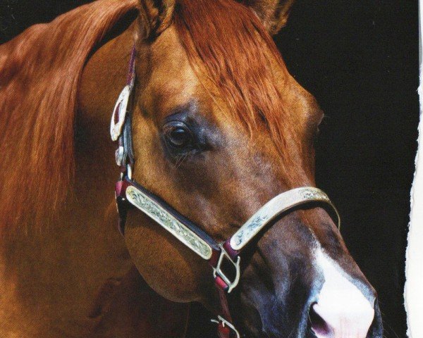 horse I Am A Ruf Boy (Quarter Horse, 2011, from Sailin Ruf)
