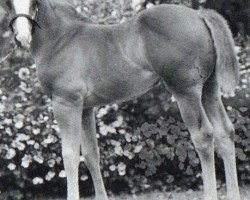 horse Rainbows Magic Girl (Quarter Horse, 1994, from Air to Beat)