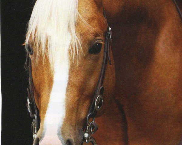 horse Gotta Gold Chain (Quarter Horse, 2009, from Jacs Electric Spark)