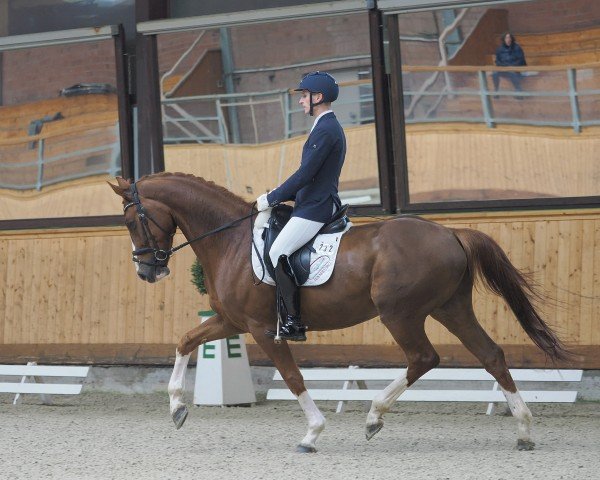 dressage horse Zeppelin's Dembe (Oldenburg, 2019, from Dressage Royal)