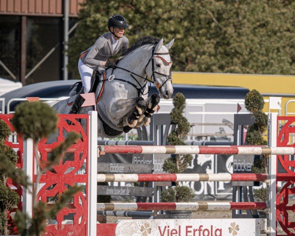 jumper Cerwyn Prince de Fondcombe Z (Zangersheide riding horse, 2016, from Chellano Alpha Z)