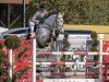 Springpferd Cerwyn Prince de Fondcombe Z (Zangersheide Reitpferd, 2016, von Chellano Alpha Z)