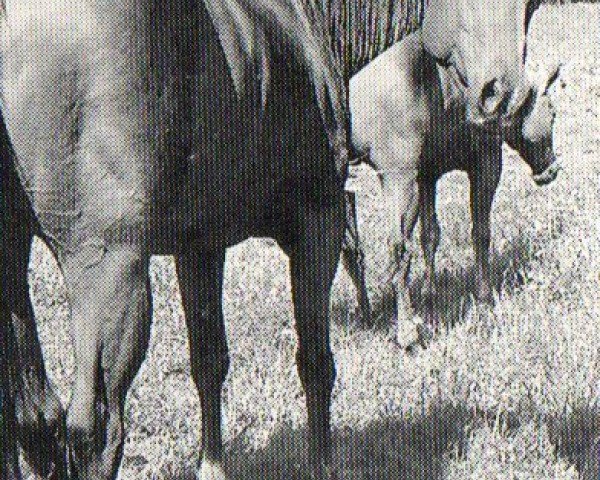 horse Majors Irish Queen (Quarter Horse, 1981, from Major Bonanza)