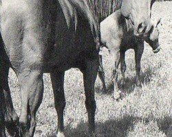 horse Majors Irish Queen (Quarter Horse, 1981, from Major Bonanza)
