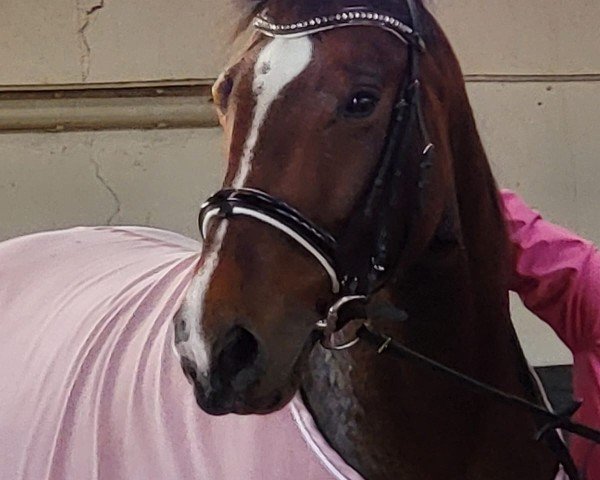 Springpferd Kleine Prinzessin 3 (Hannoveraner, 2019, von Kanndarco)