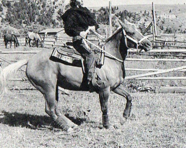 horse Powder River Cody (Quarter Horse, 1985, from Topsail Cody)