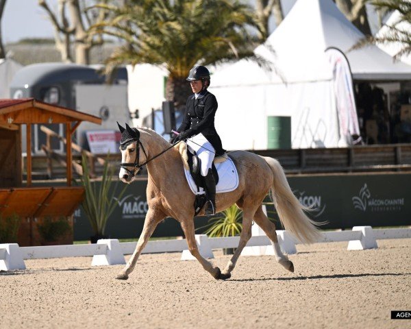 Zuchtstute Nayeli P (Deutsches Reitpony, 2020, von Neverland WE)