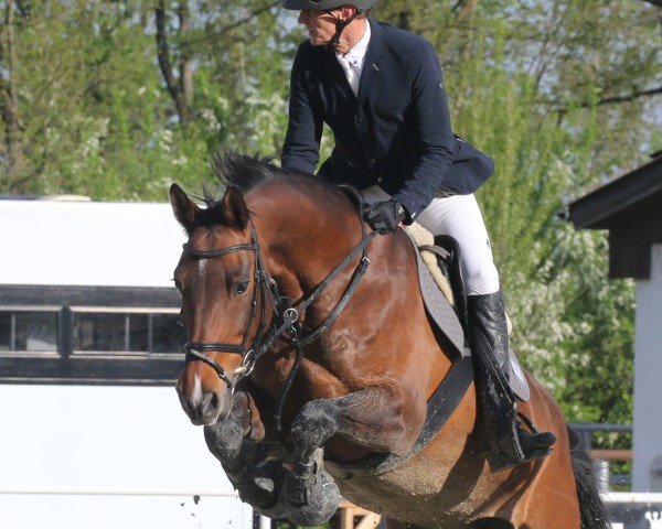 jumper Clarima del Pierre (Holsteiner, 2012, from Clarimo Ask)