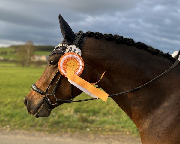 stallion Glenn Miller (German Riding Pony, 2020, from Golden Grey NRW)