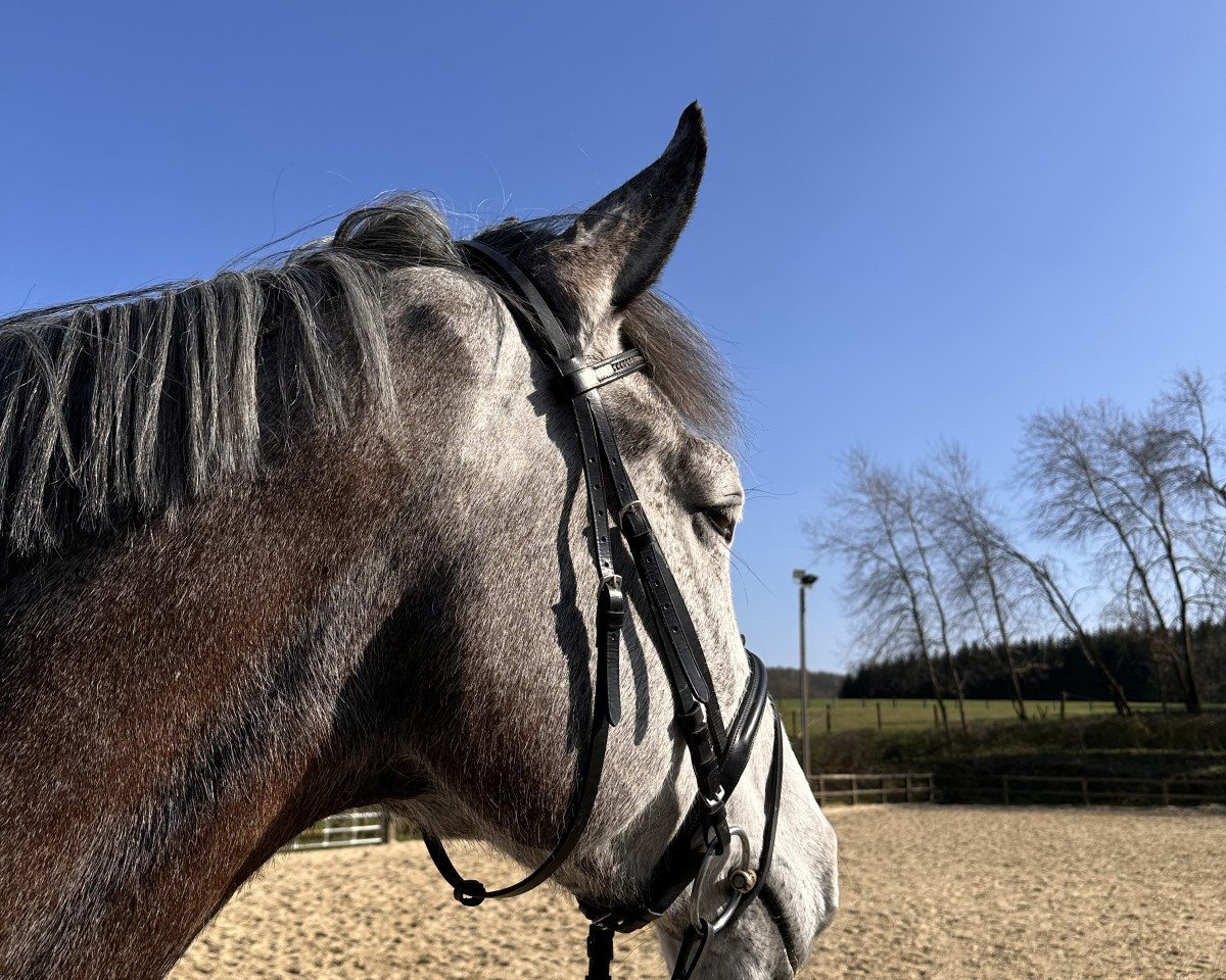 jumper Cabaluna 3 (Westphalian, 2019, from Cornado NRW)