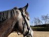 jumper Cabaluna 3 (Westphalian, 2019, from Cornado NRW)