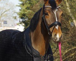 Dressurpferd Emilia 79 (Hannoveraner, 2019)