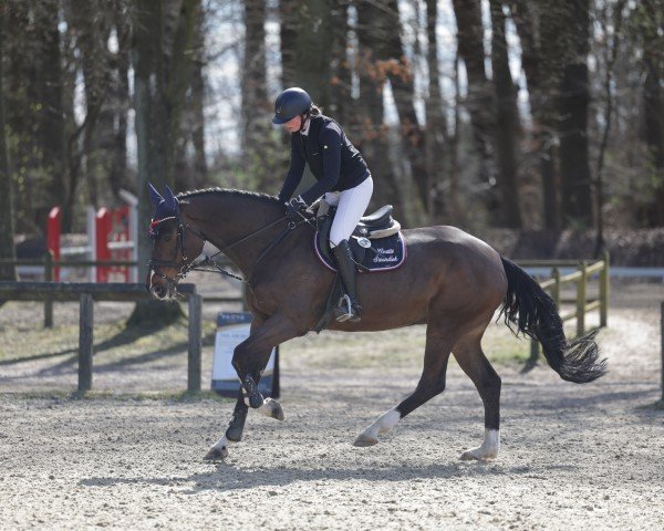 jumper Steendieks Calvin (Holsteiner, 2018, from Cordess 2)