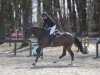 jumper Steendieks Calvin (Holsteiner, 2018, from Cordess 2)