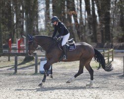 Springpferd Steendieks Calvin (Holsteiner, 2018, von Cordess 2)